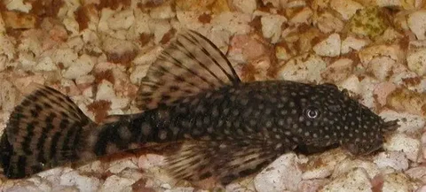 Малыши сомики для аквариума - частное объявление в Балашиха