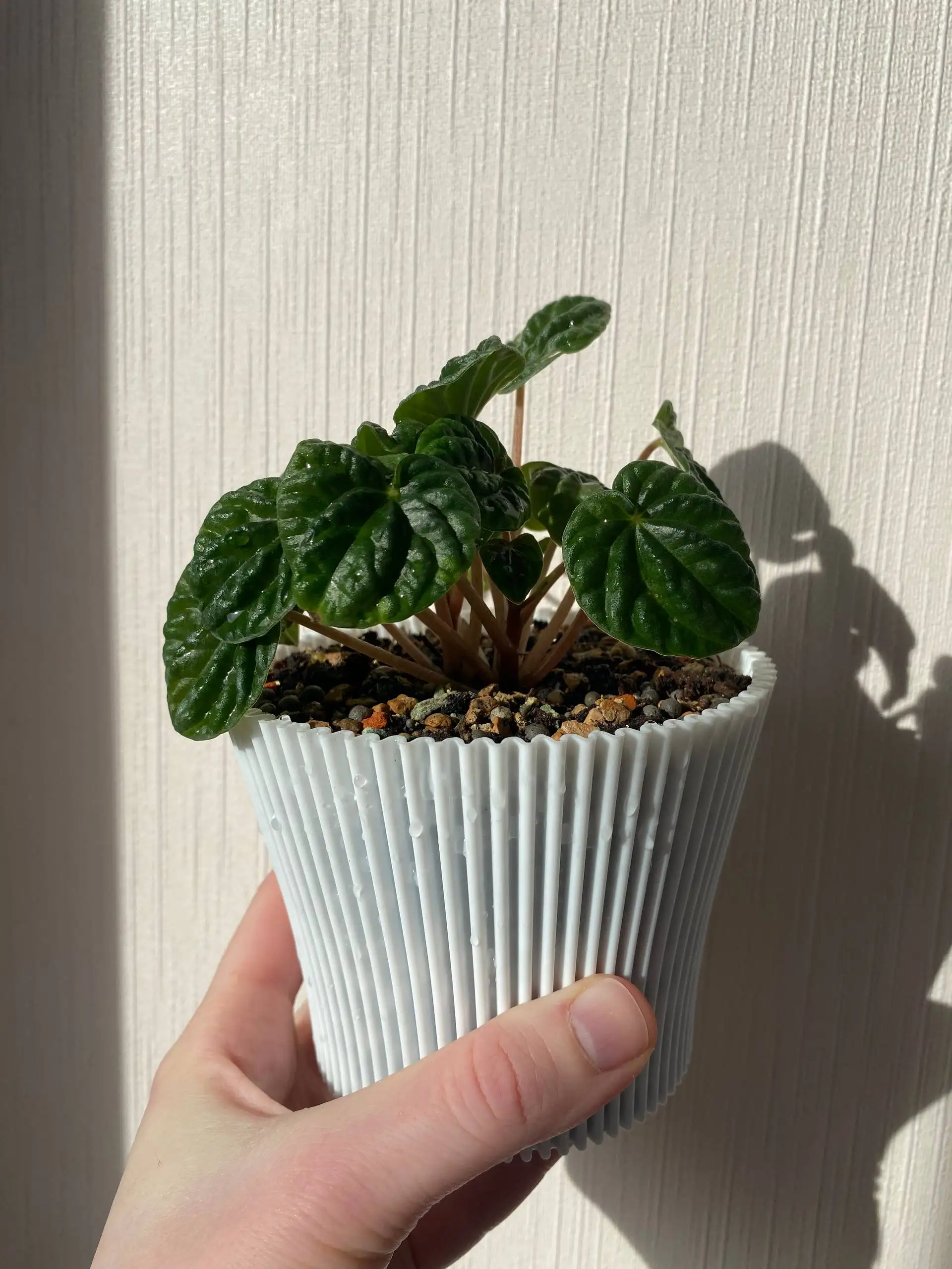 Комнатные растения: Переромия, алоказия, фикус, бегония - Комнатные растения (Хобби и отдых) в Балашиха