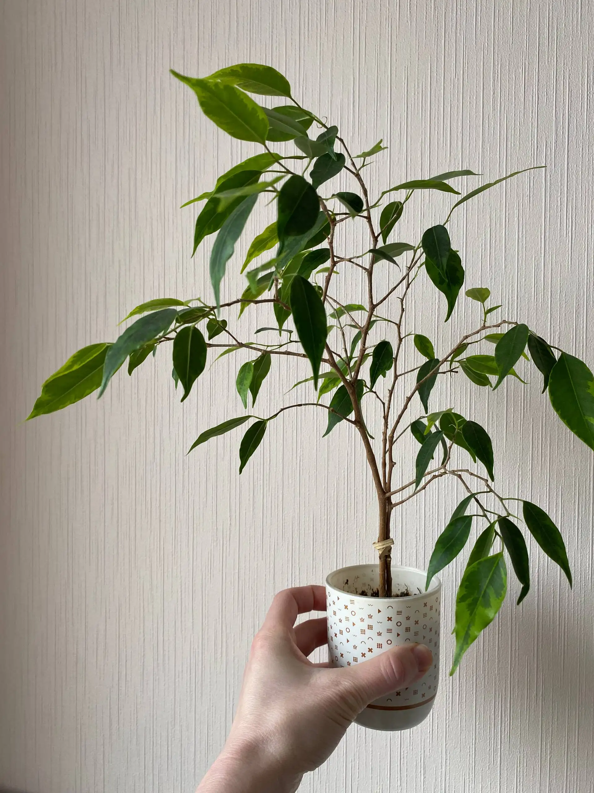 Комнатные растения: Переромия, алоказия, фикус, бегония - Комнатные растения (Хобби и отдых) в Балашиха