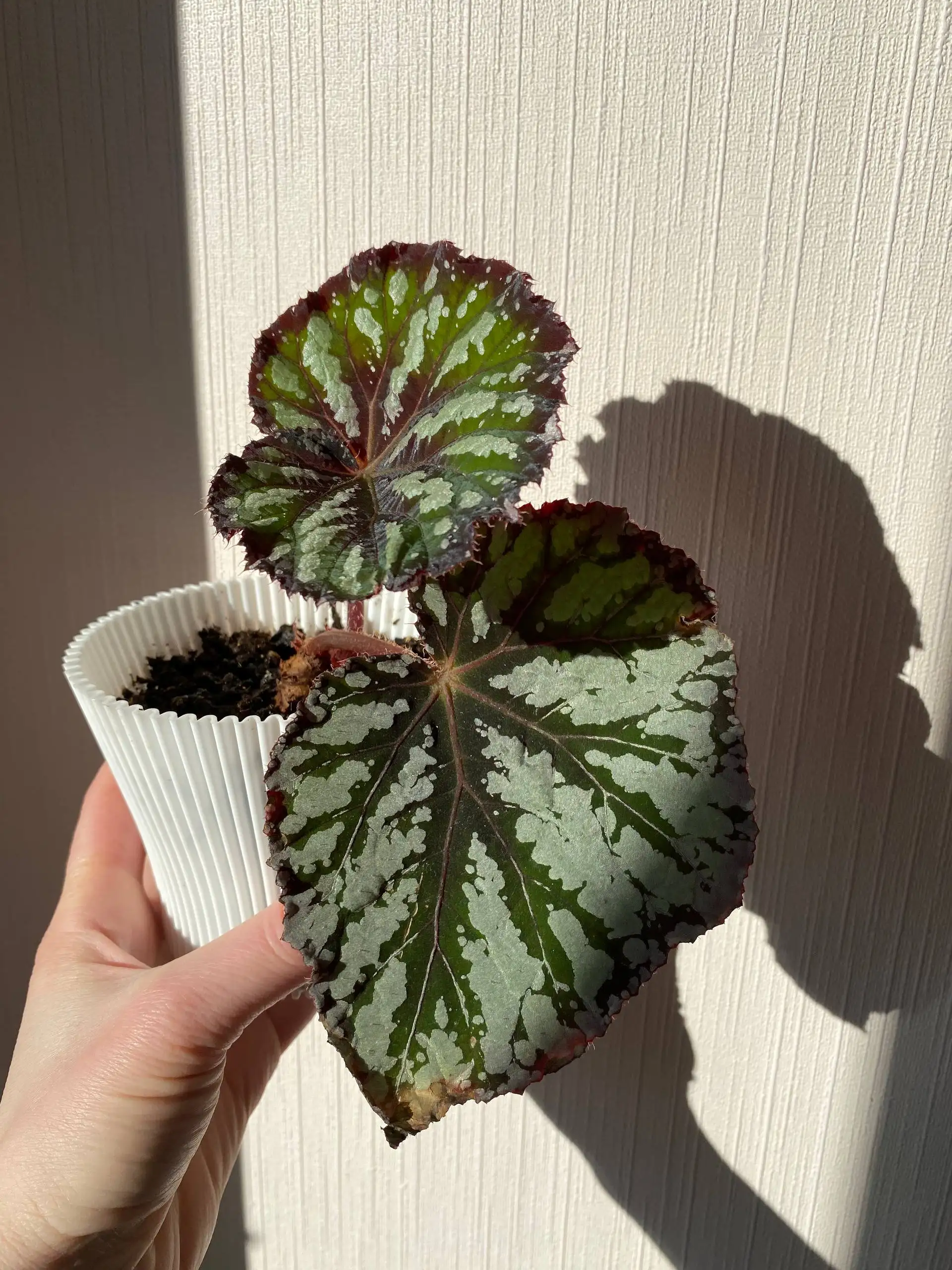 Комнатные растения: Переромия, алоказия, фикус, бегония - Комнатные растения (Хобби и отдых) в Балашиха