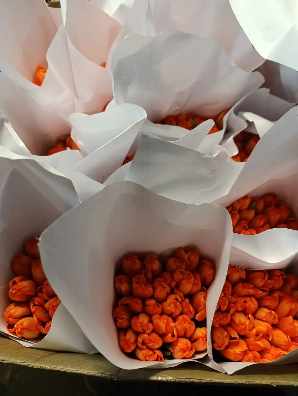 Тюльпаны оптом и в розницу от местного производителя - Растения/Цветы (Барахолка) в Балашиха