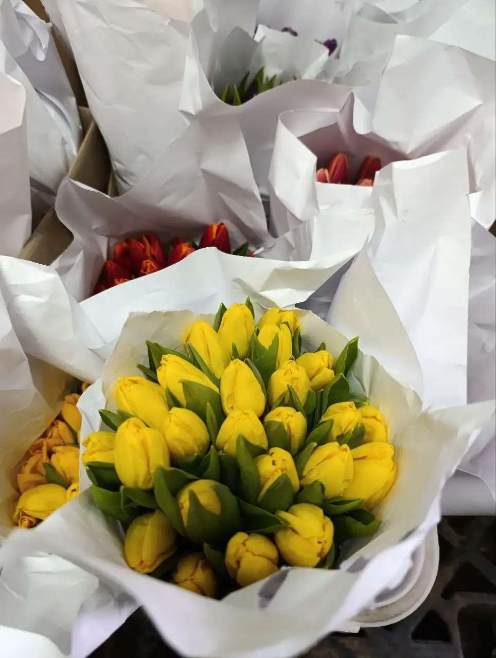 Тюльпаны оптом и в розницу от местного производителя - Растения/Цветы (Барахолка) в Балашиха