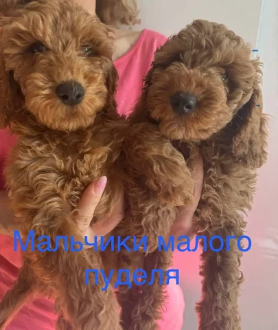 Продаются щенки в Железнодорожном - Корма для животных в Балашиха