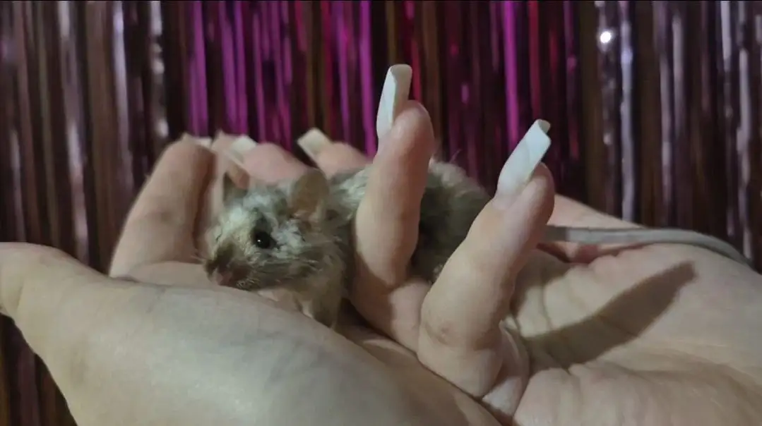 Отдам мышь-самца - Грызуны (Животные) в Балашиха