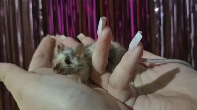 Отдам мышь-самца - Корма для животных в Балашиха