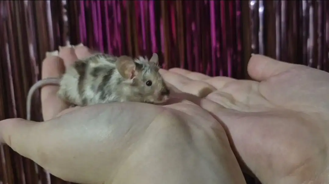 Отдам мышь-самца - Грызуны (Животные) в Балашиха