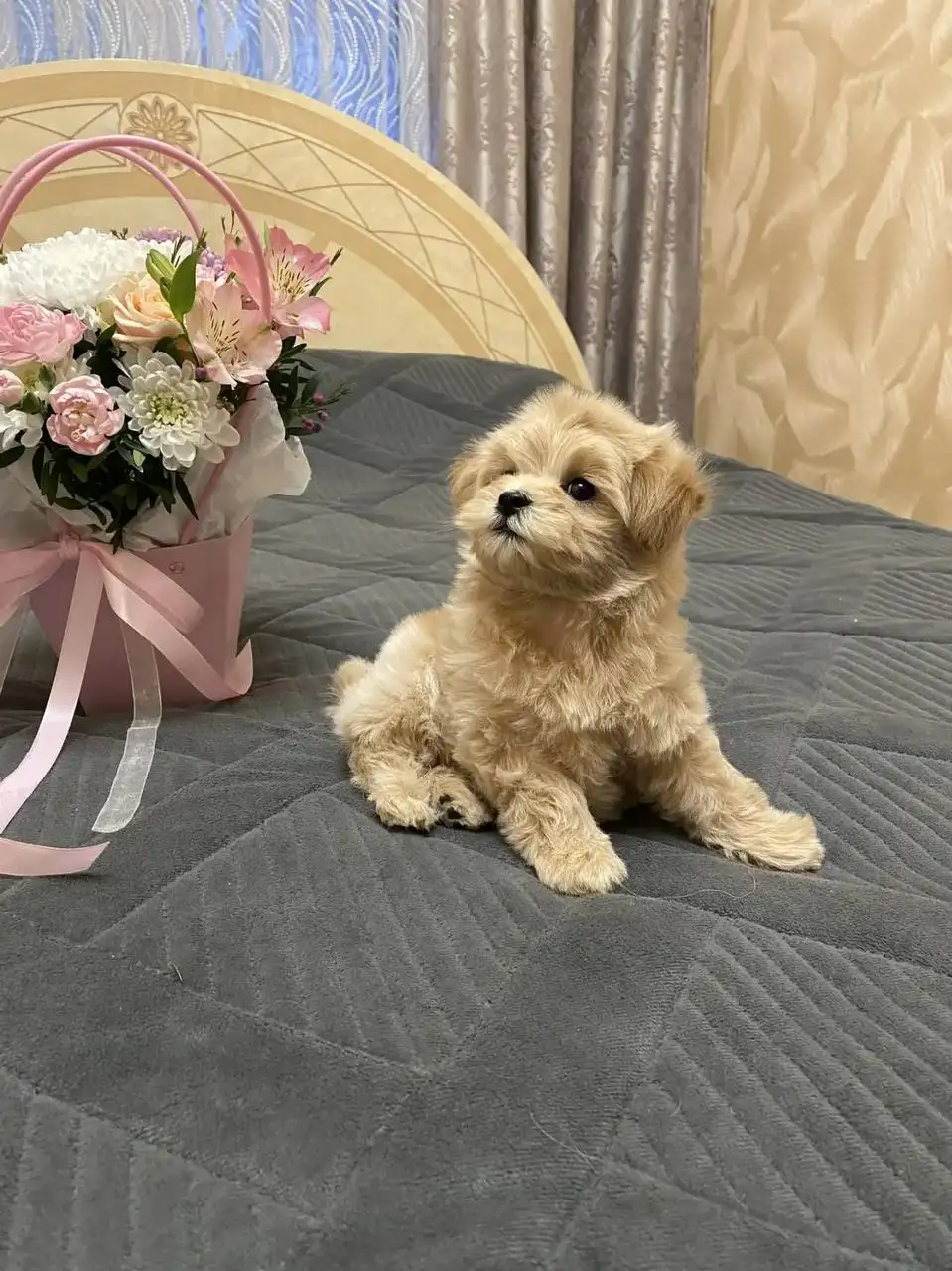 Щенки мальтипушки F1 - Собаки (Животные) в Волгоград