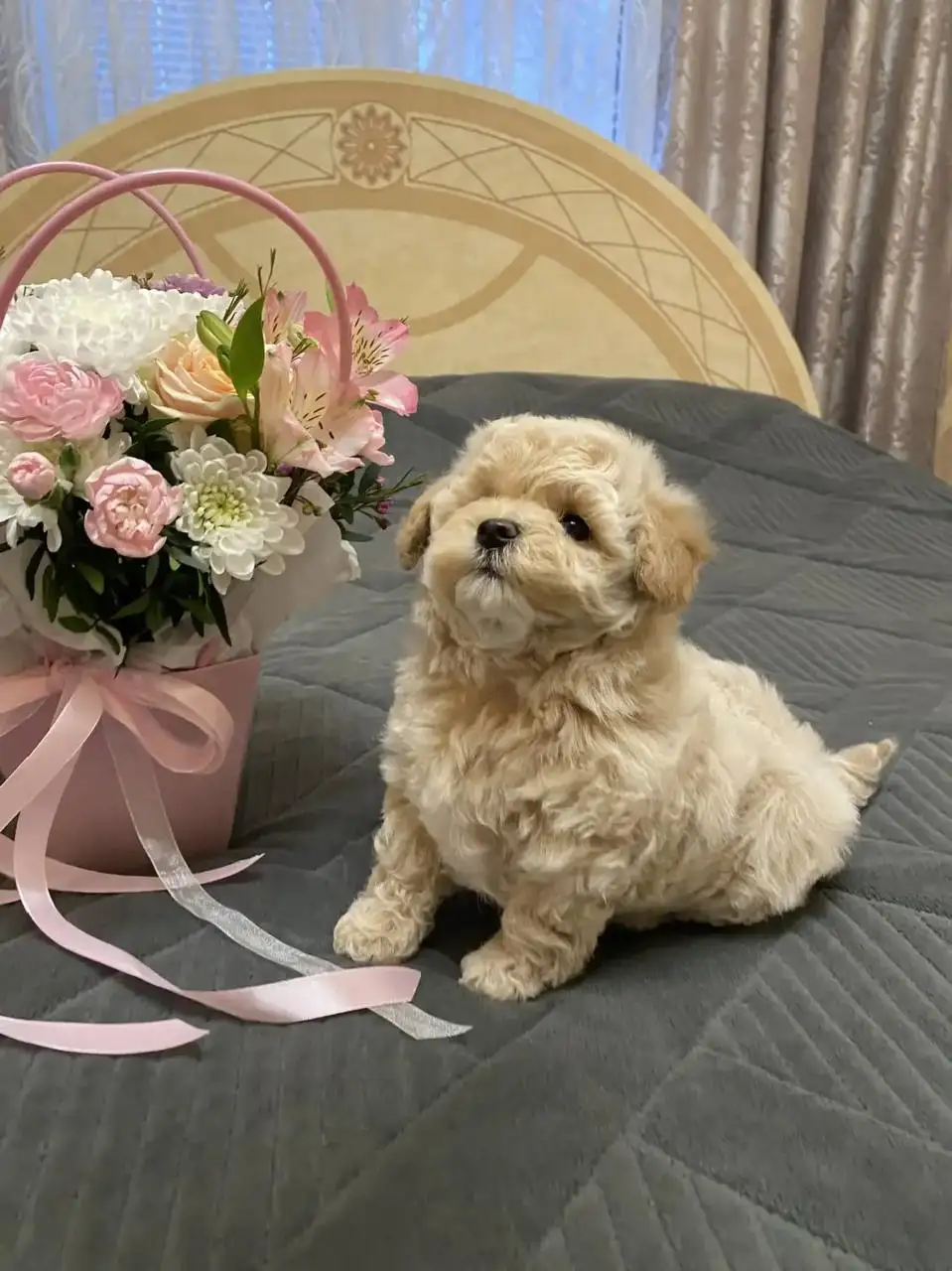 Щенки мальтипушки F1 - Собаки (Животные) в Волгоград