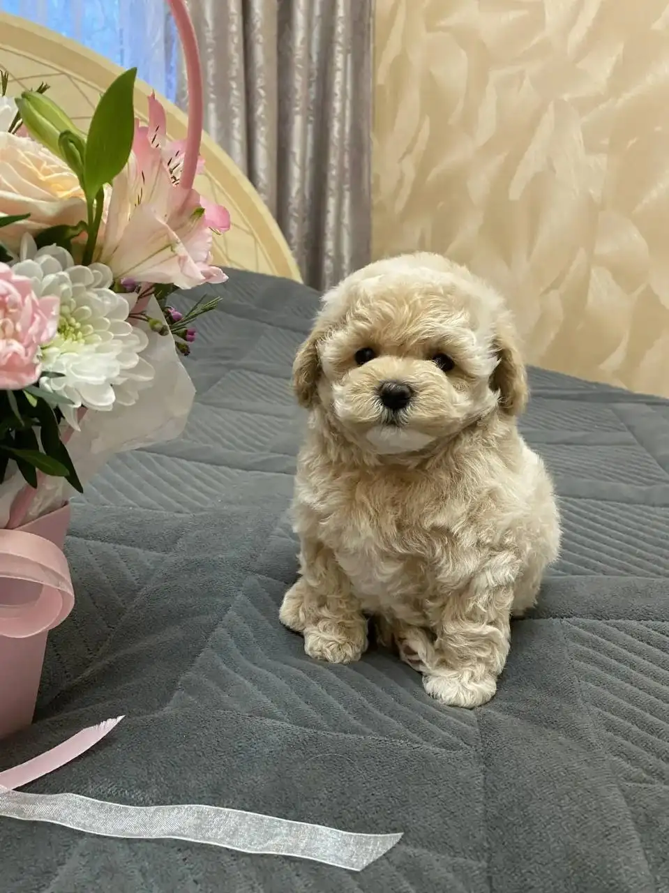 Щенки мальтипушки F1 - Собаки (Животные) в Волгоград