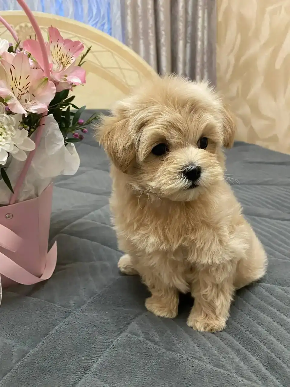 Щенки мальтипушки F1 - Собаки (Животные) в Волгоград