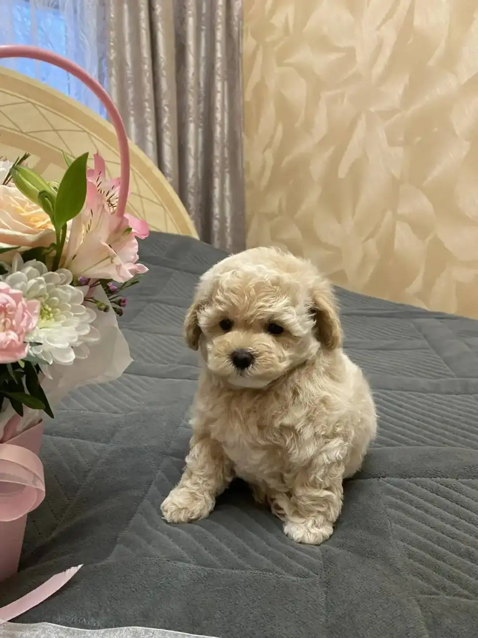 Щенки мальтипушки F1 - Собаки (Животные) в Волгоград