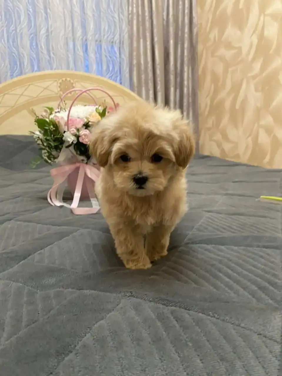 Щенки мальтипушки F1 - Собаки (Животные) в Волгоград