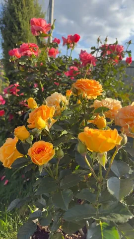 Саженцы роз с закрытой корневой системой - Садоводство в Балашиха