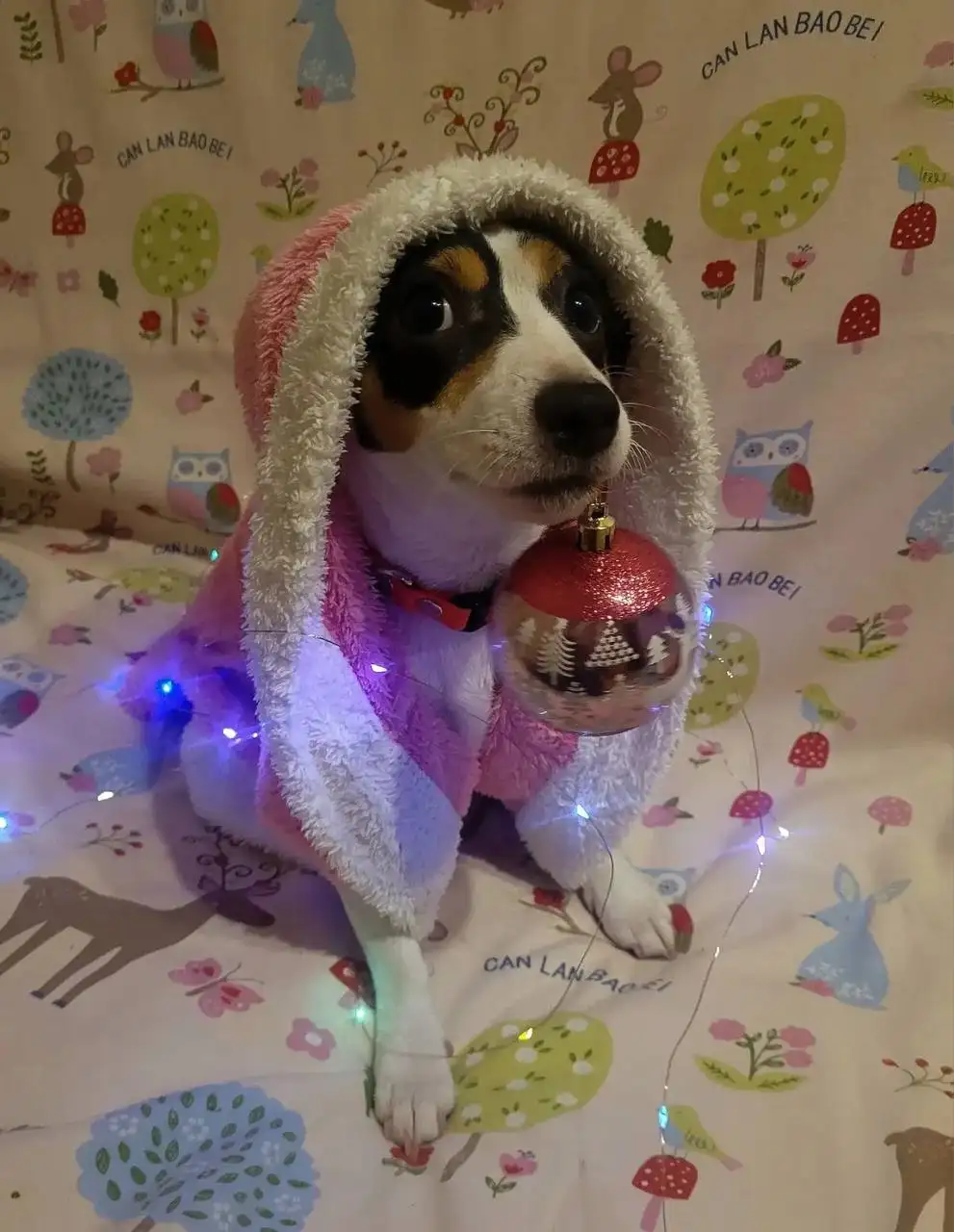 Продам мини джек рассел терьера - Собаки (Животные) в Балашиха