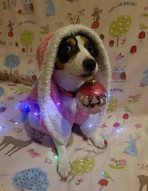 Продам мини джек рассел терьера - Аксессуары для животных в Балашиха