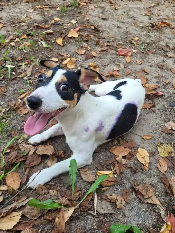 Продам мини джек рассел терьера - Собаки (Животные) в Балашиха