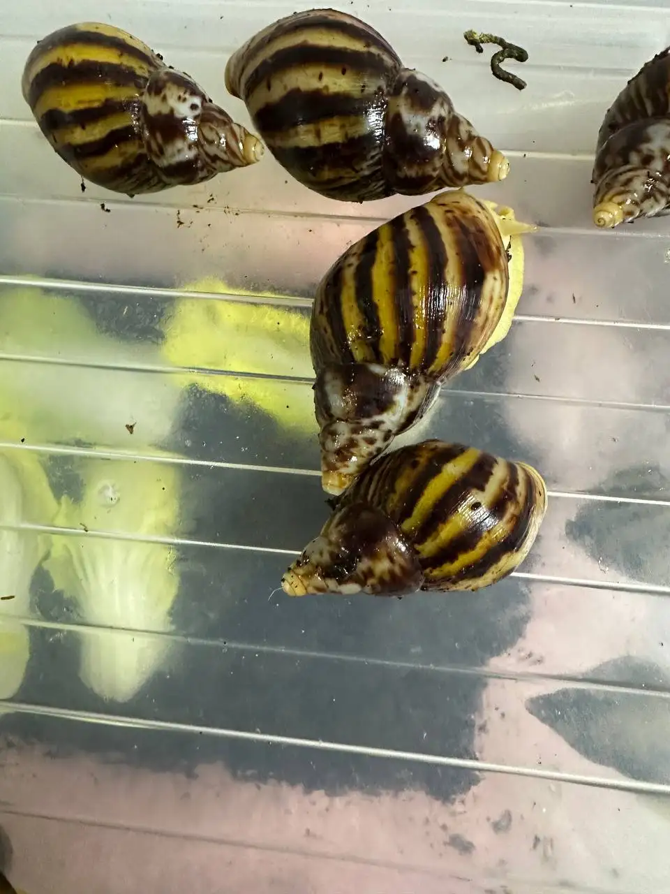 Улитята ахатины - Экзотические животные (Животные) в Балашиха