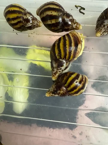 Улитята ахатины - частное объявление в Балашиха