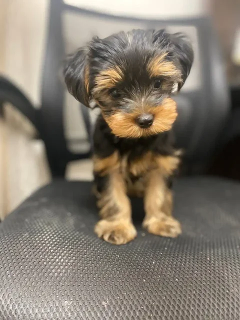 Продается щенок йоркширский терьера - частное объявление в Балашиха