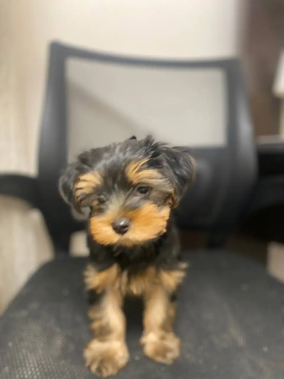 Продается щенок йоркширский терьера - Собаки (Животные) в Балашиха