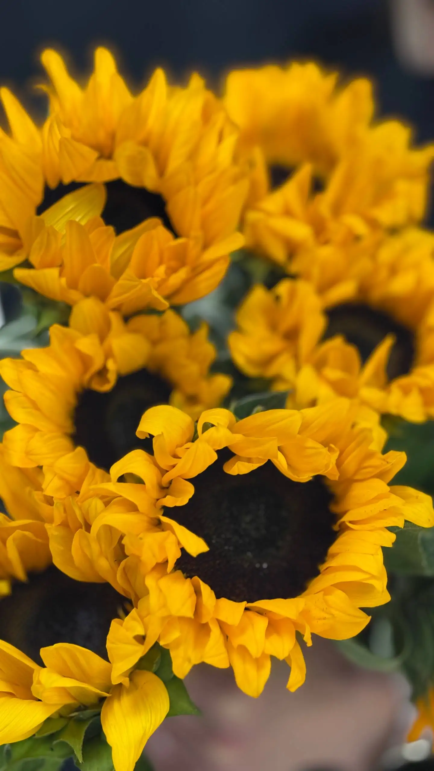 Продажа цветов: гелиантус, экстома, пионовидная кустовая роза, сантини, гипсофила - Цветы (Барахолка) в Балашиха