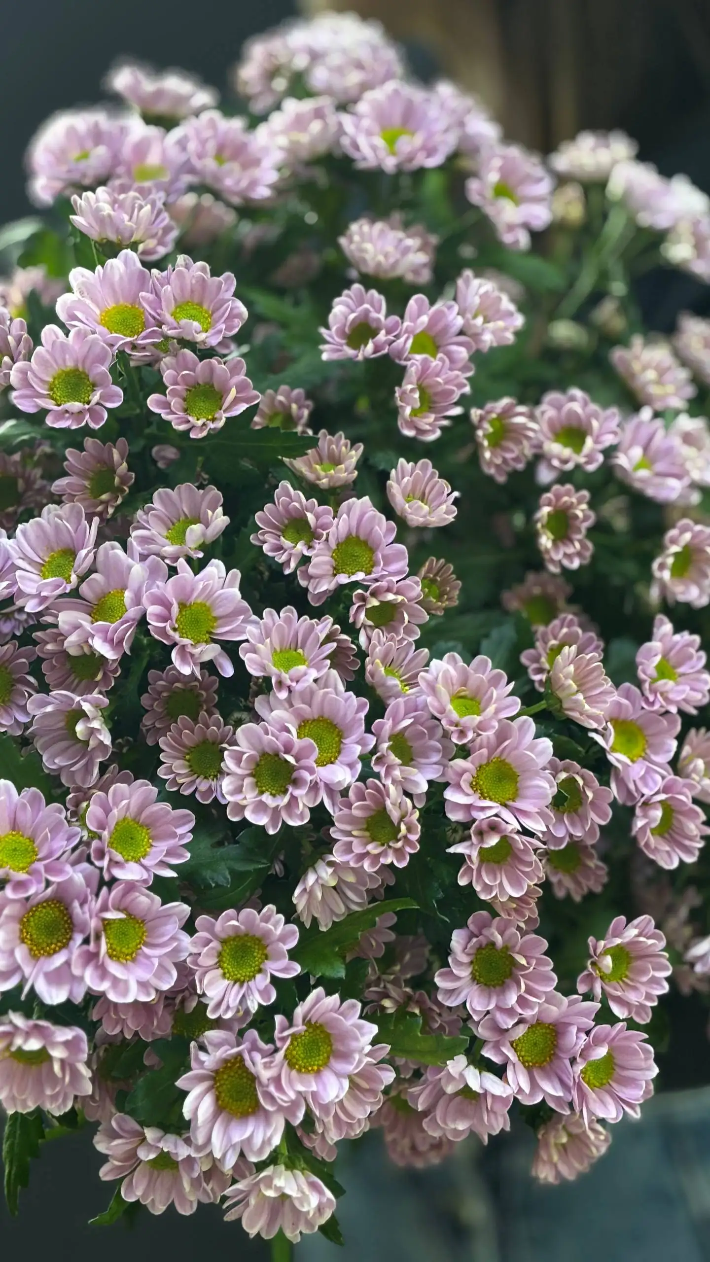 Продажа цветов: гелиантус, экстома, пионовидная кустовая роза, сантини, гипсофила - Цветы (Барахолка) в Балашиха