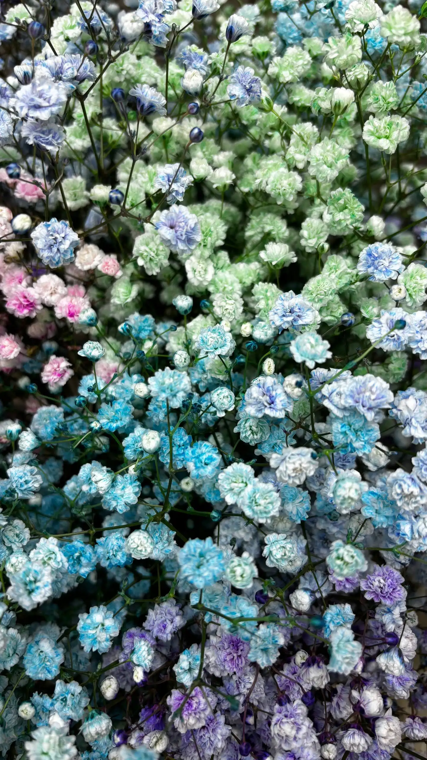 Продажа цветов: гелиантус, экстома, пионовидная кустовая роза, сантини, гипсофила - Цветы (Барахолка) в Балашиха