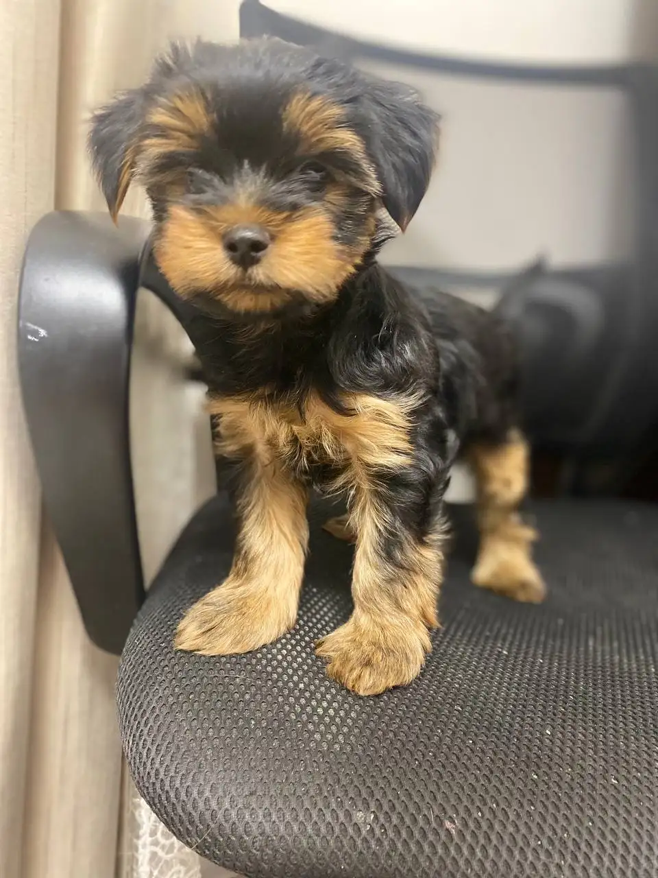 Продается щенок йоркширского терьера - Собаки (Животные) в Балашиха