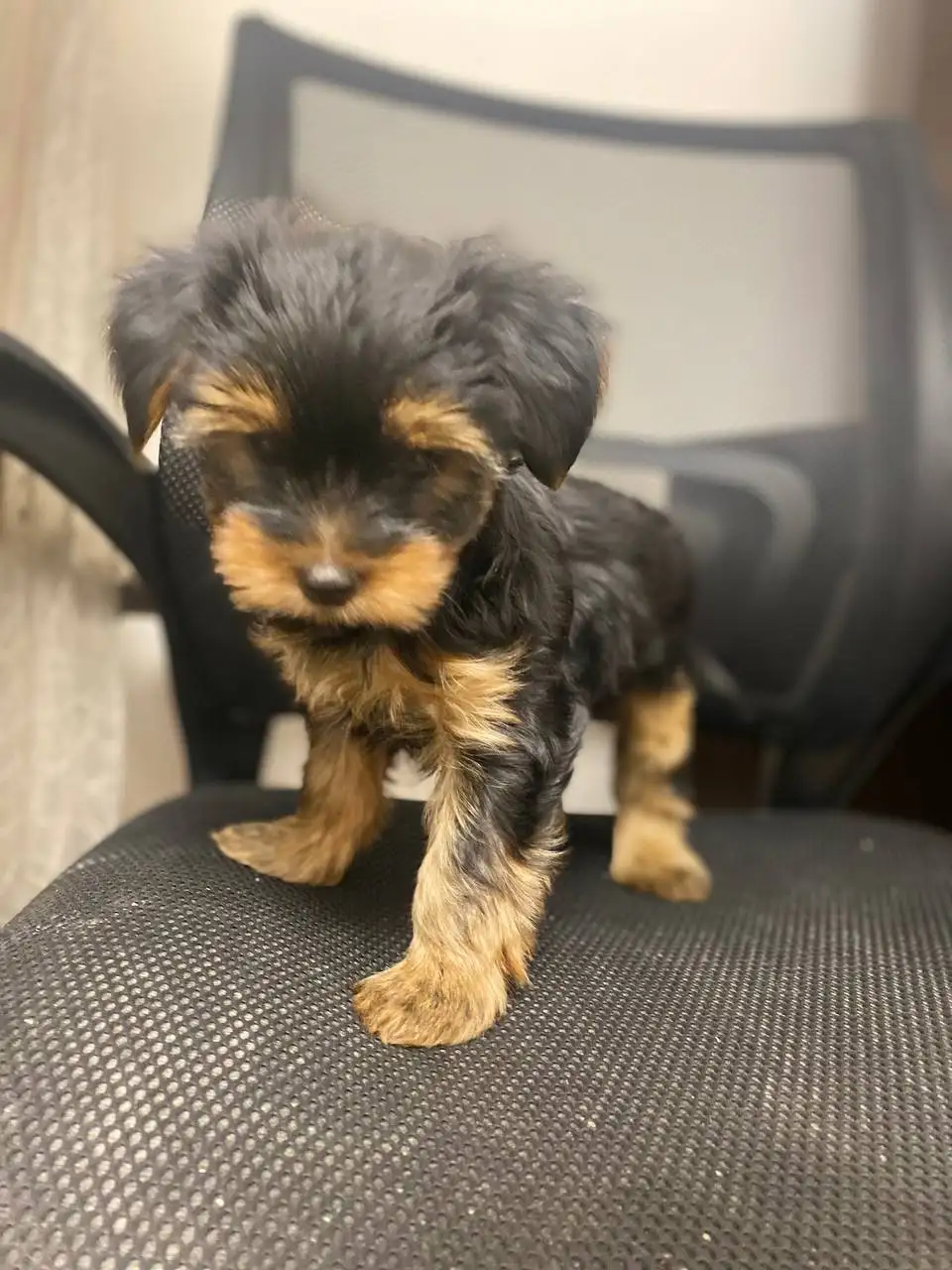 Продается щенок йоркширского терьера - Собаки (Животные) в Балашиха