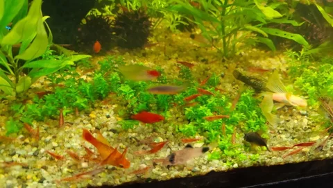 Продажа креветок вишня и прозрачные в Балашихе - частное объявление в Балашиха