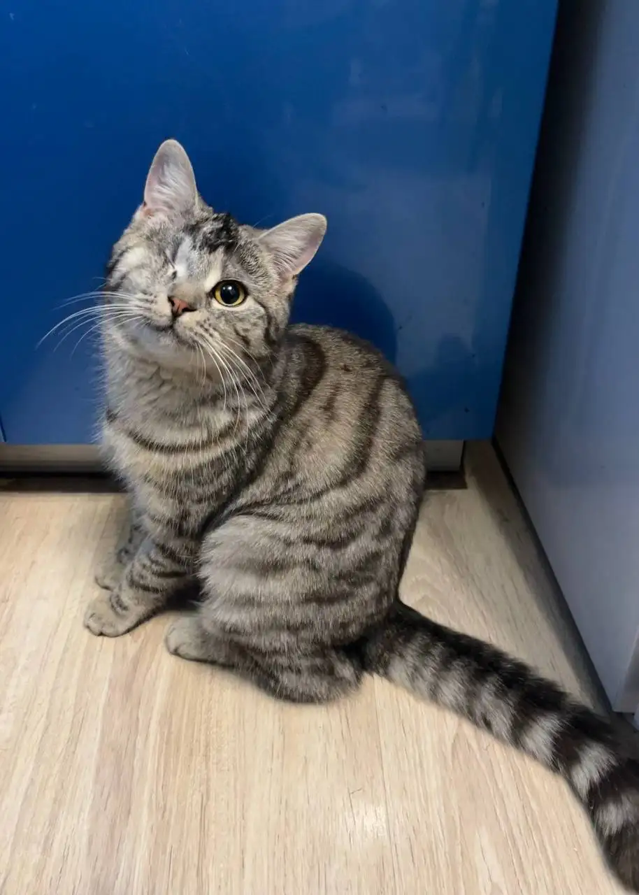 Шотландская кошка Тася ищет дом - Кошки (Животные) в Балашиха