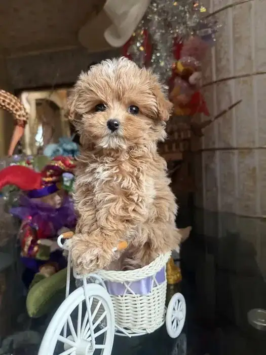 Мальтипу мальчик 4 месяца - Собаки (Животные) в Балашиха