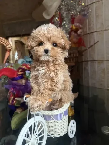 Мальтипу мальчик 4 месяца - Корм для животных в Балашиха