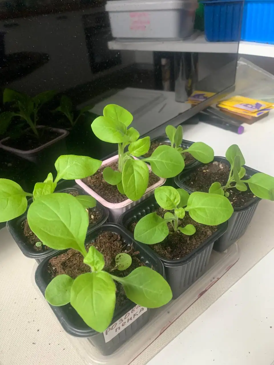 Рассада петунии, лаванды и тимьяна - Растения (Барахолка) в Балашиха