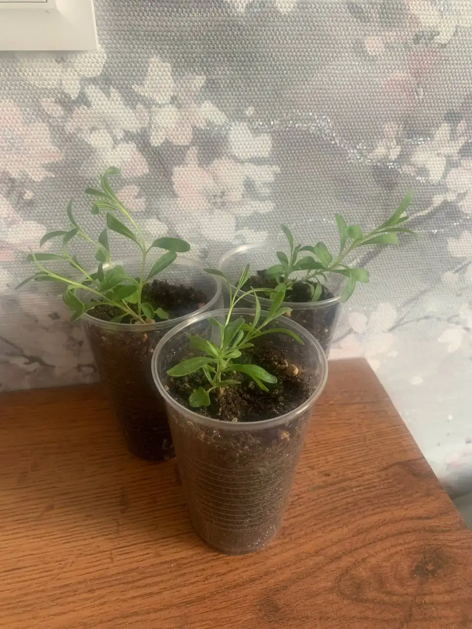 Рассада петунии, лаванды и тимьяна - Растения (Барахолка) в Балашиха