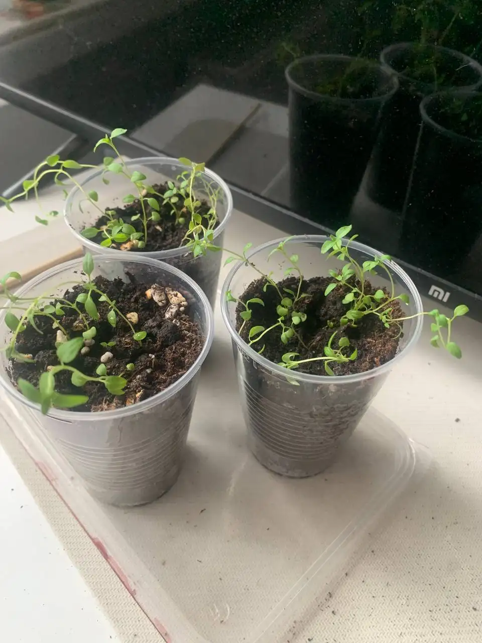 Рассада петунии, лаванды и тимьяна - Растения (Барахолка) в Балашиха