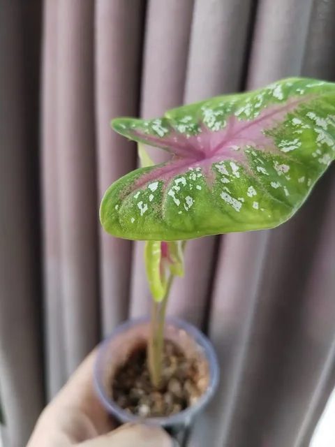 Продажа комнатных растений в Балашихе - Карнавальные костюмы и аксессуары в Балашиха