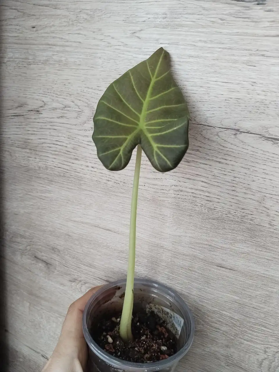 Продажа комнатных растений в Балашихе - Растения (Барахолка) в Балашиха