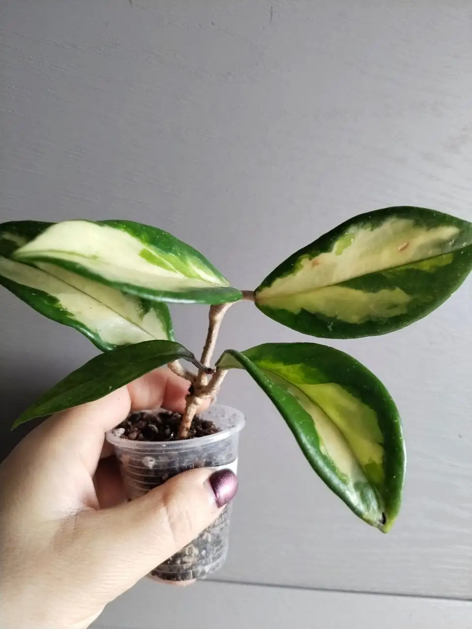 Продажа комнатных растений в Балашихе - Растения (Барахолка) в Балашиха