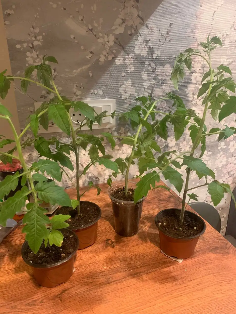 Продажа томатов, эхинацеи и петунии - Растения (Барахолка) в Балашиха