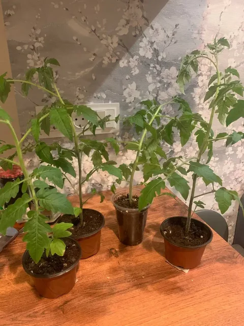 Продажа томатов, эхинацеи и петунии - null в Балашиха