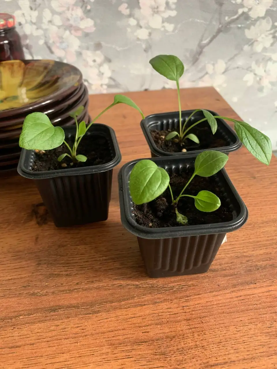 Продажа томатов, эхинацеи и петунии - Растения (Барахолка) в Балашиха