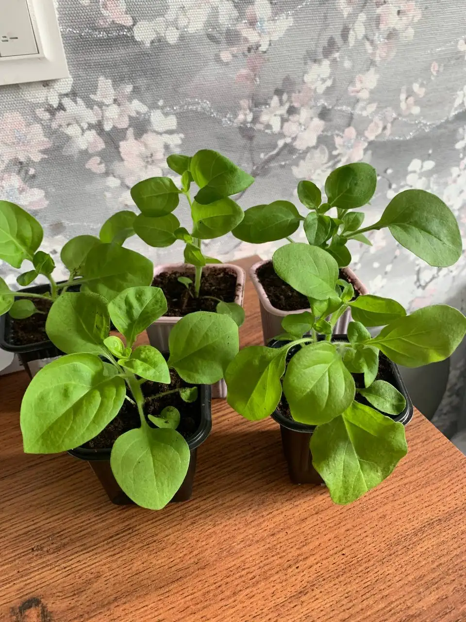 Продажа томатов, эхинацеи и петунии - Растения (Барахолка) в Балашиха