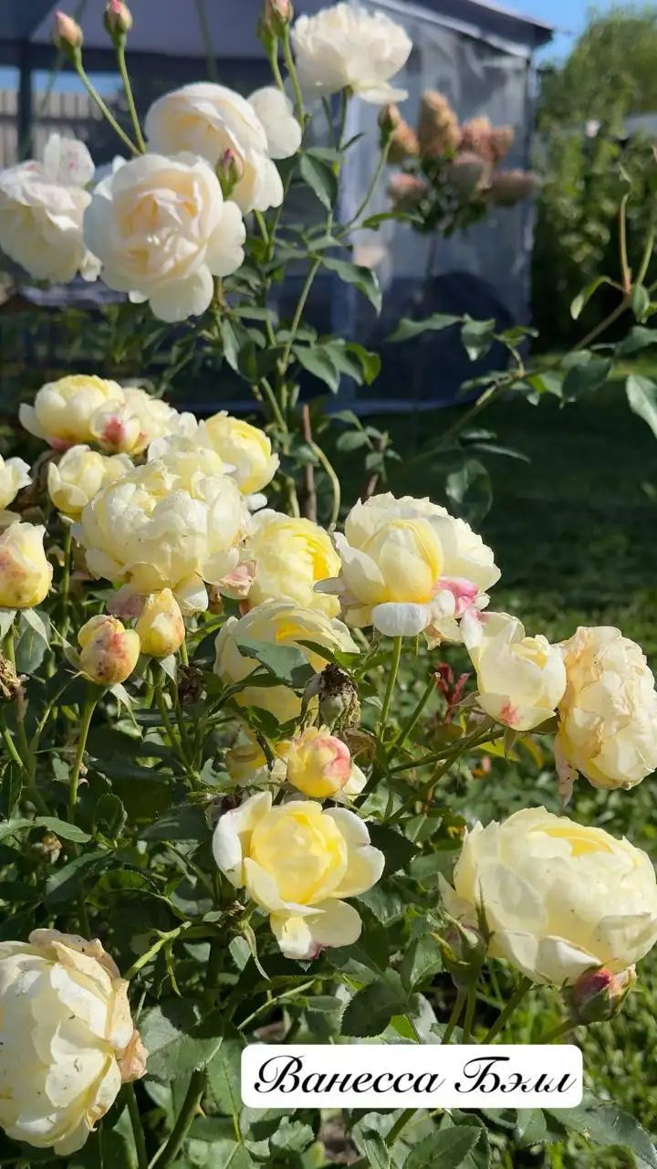 Саженцы роз на весну - Растения (Хобби и отдых) в Балашиха