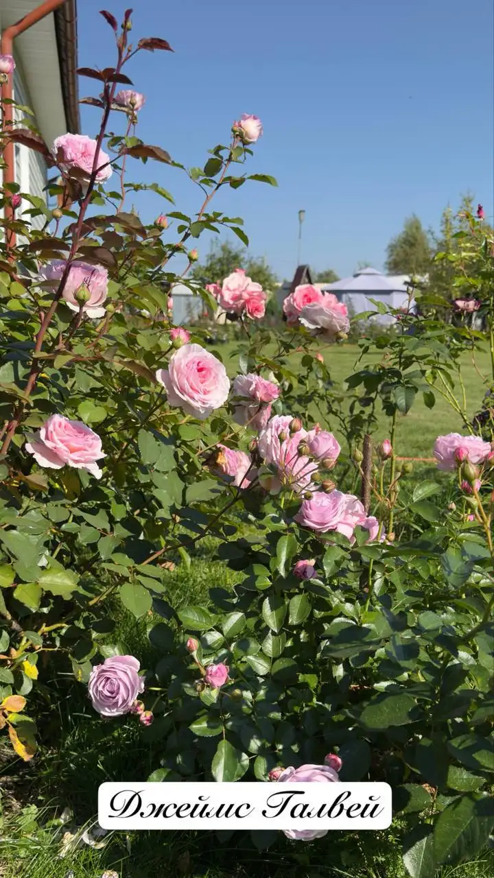 Саженцы роз на весну - Растения (Хобби и отдых) в Балашиха
