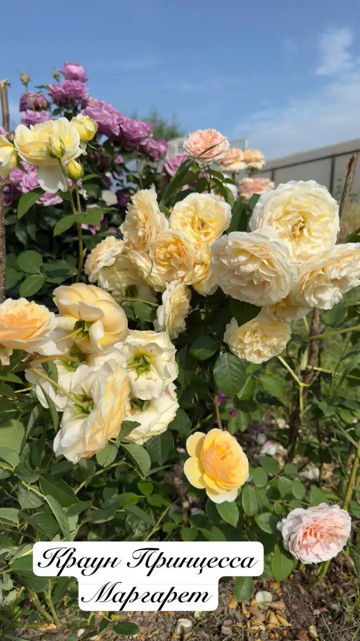 Саженцы роз на весну - Растения (Хобби и отдых) в Балашиха