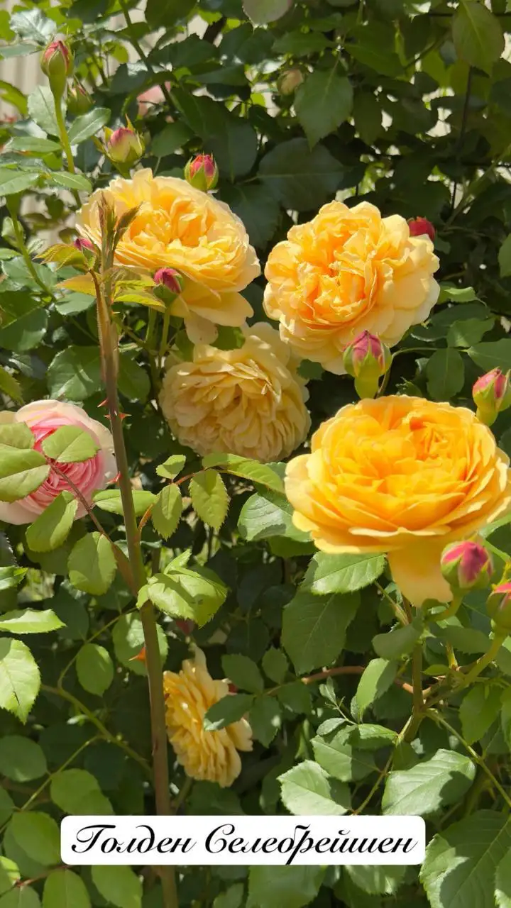 Саженцы роз на весну - Растения (Хобби и отдых) в Балашиха