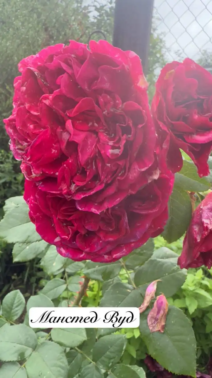 Саженцы роз на весну - Растения (Хобби и отдых) в Балашиха