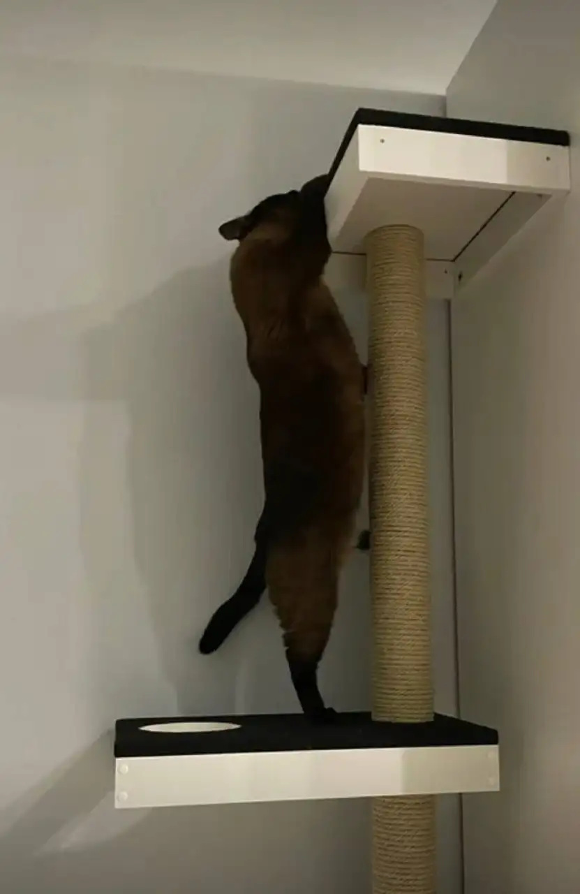 Кошачий игровой комплекс настенный - Кошачьи товары (Животные) в Балашиха
