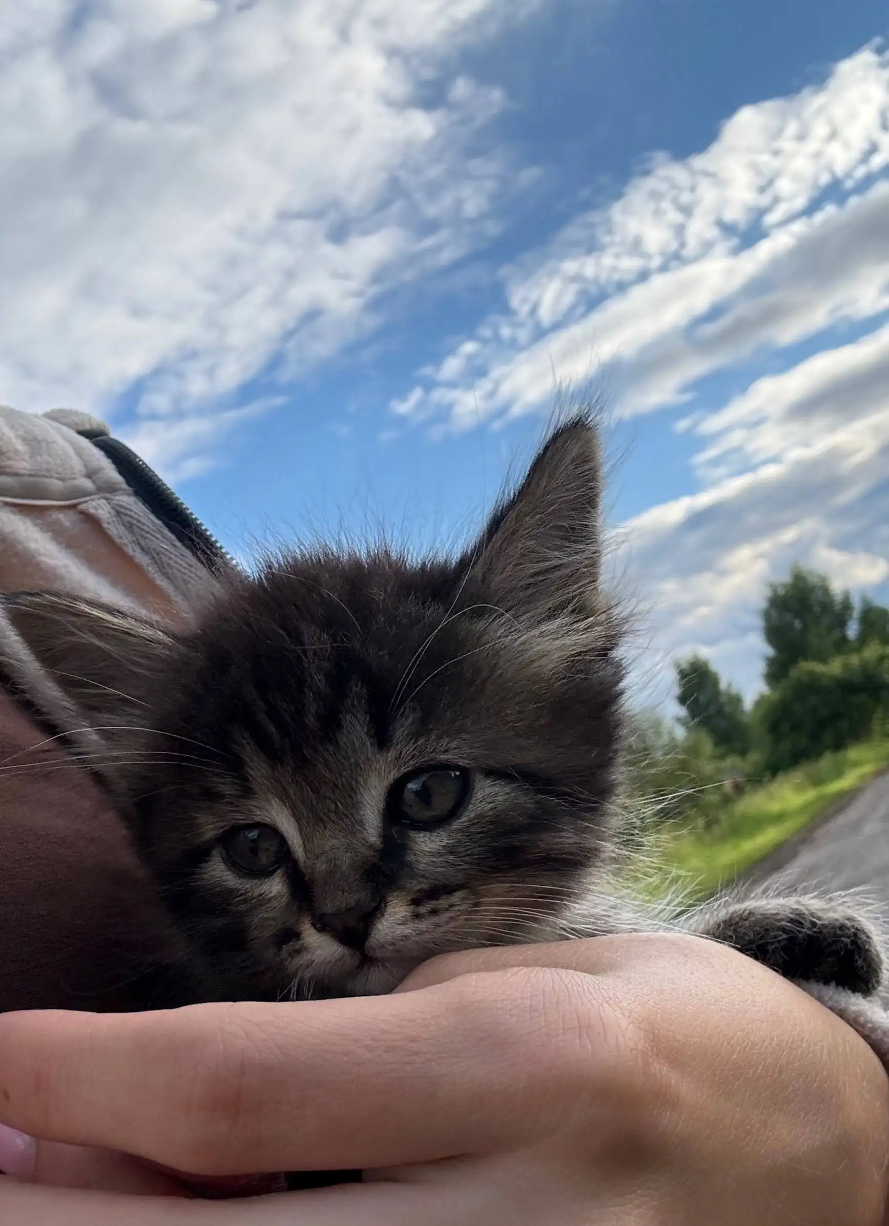 Котёнок в добрые руки - Животные в Тверская область
